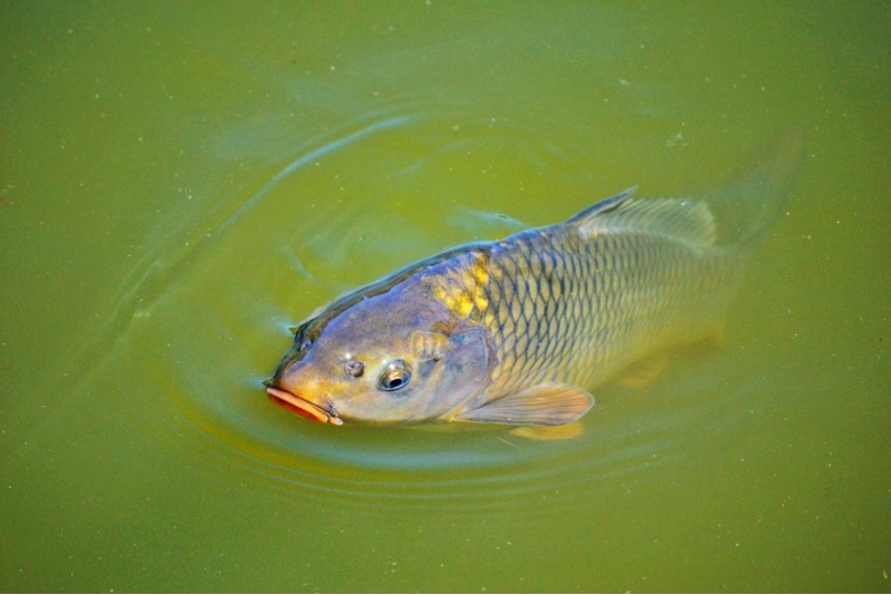 Žvejyba ir laimikio paruošimas sodyboje „Karpynė“ dviem