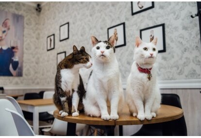 Apsilankymas kačių kavinėje „Cat Cafe“ Vilniuje