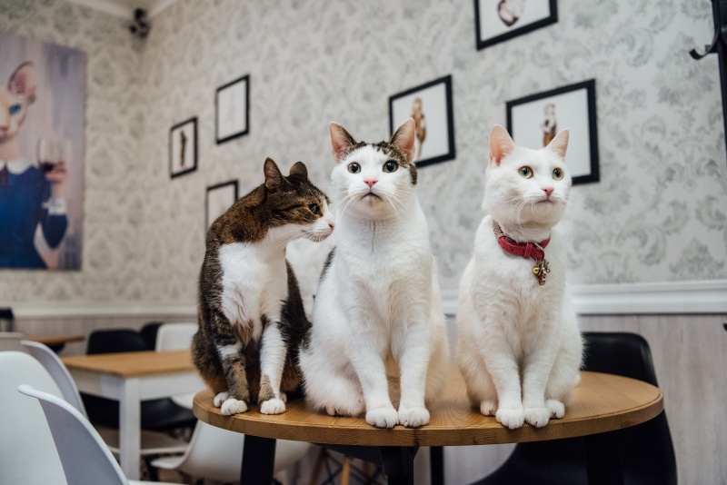 Apsilankymas kačių kavinėje „Cat Cafe“ Vilniuje