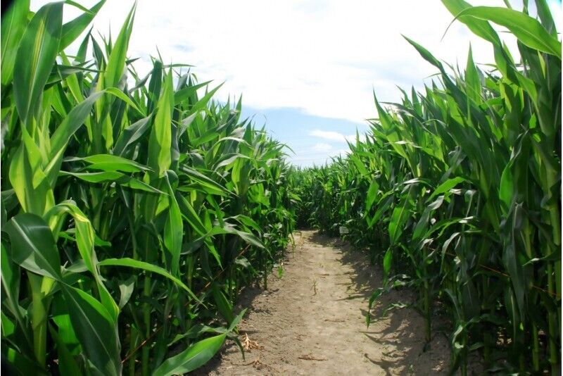 Kukurūzų kaimo pramogos ir klaidžiojimas po kukurūzų labirintą