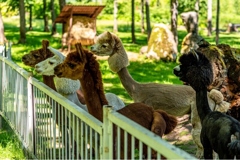 Apsilankymas „Taujėnų dvaro“ parke ir Zoo sode dviem