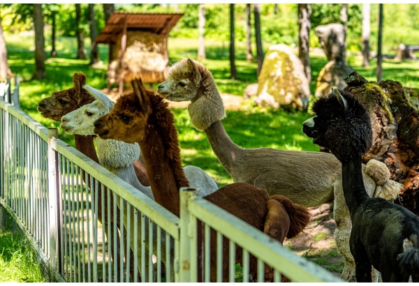 Apsilankymas „Taujėnų dvaro“ parke ir Zoo sode dviem