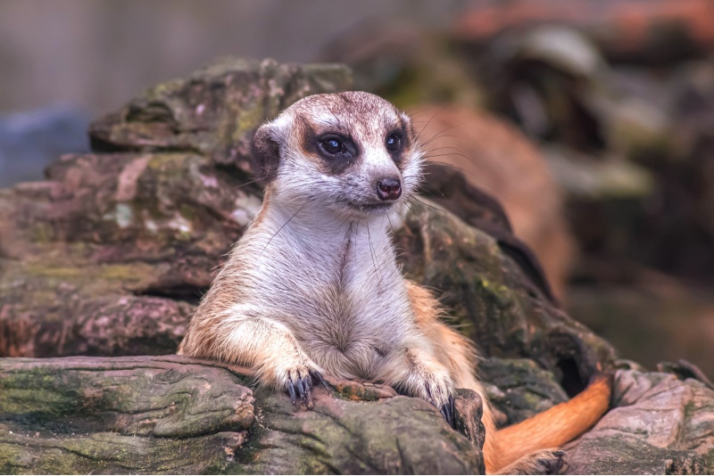 Apsilankymas zoologijos sode ZOOPARK Vilniuje