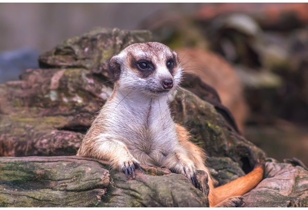 Apsilankymas zoologijos sode ZOOPARK Vilniuje