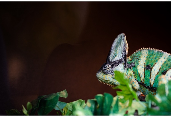 Apsilankymas zoologijos sode ZOOPARK.LT Vilniuje su privačia ekskursija