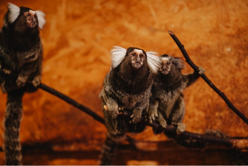 Apsilankymas zoologijos sode šeimai „Siguldos Zoo“
