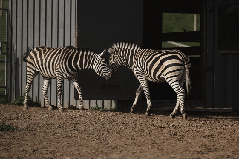 Apsilankymas zoologijos sode šeimai „Siguldos Zoo“