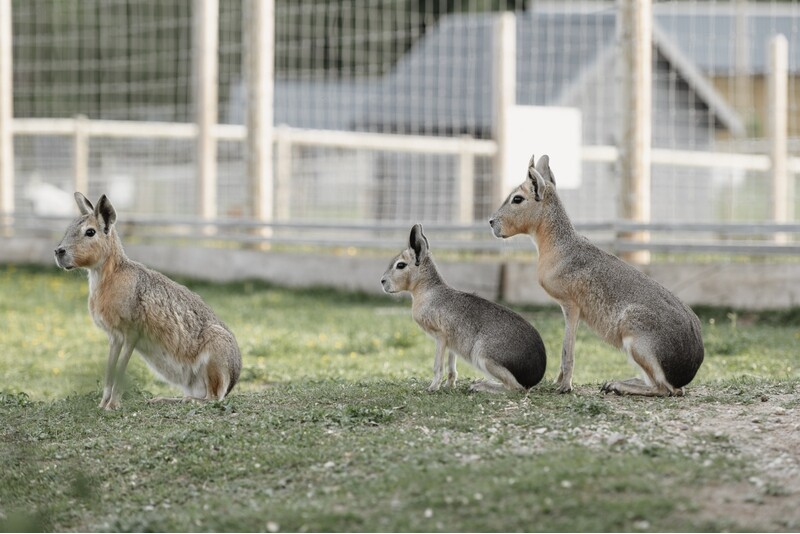Apsilankymas zoologijos sode šeimai „Siguldos Zoo“