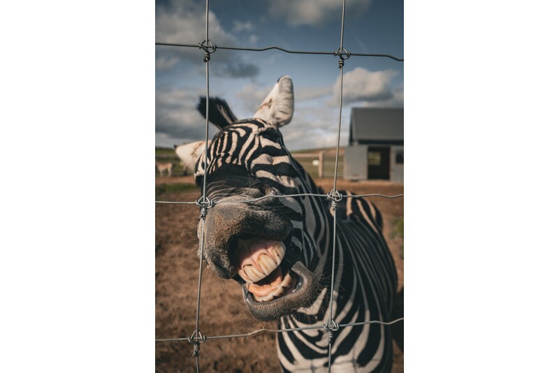 Apsilankymas zoologijos sode šeimai „Siguldos Zoo“