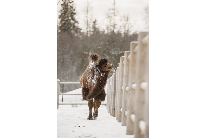 „Siguldos ZOO“ ir papūgų namo lankymas