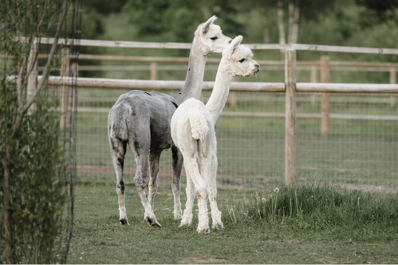 „Siguldos ZOO“ ir papūgų namo lankymas