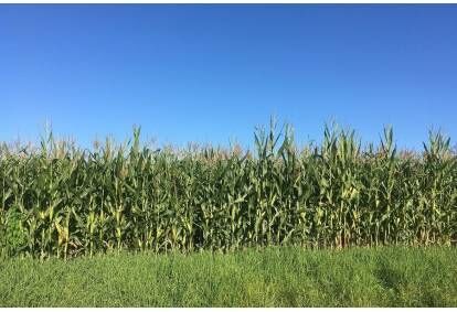 Kukurūzų kaimo pramogos ir klaidžiojimas po kukurūzų labirintą šeimai