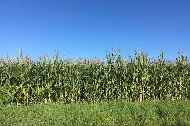 Kukurūzų kaimo pramogos ir klaidžiojimas po kukurūzų labirintą šeimai