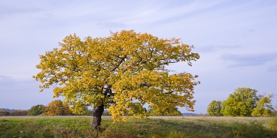 ąžuolas