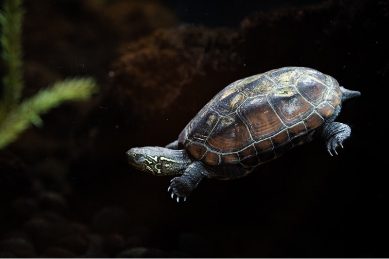 ka veikti su vaikais kaune-zoopark