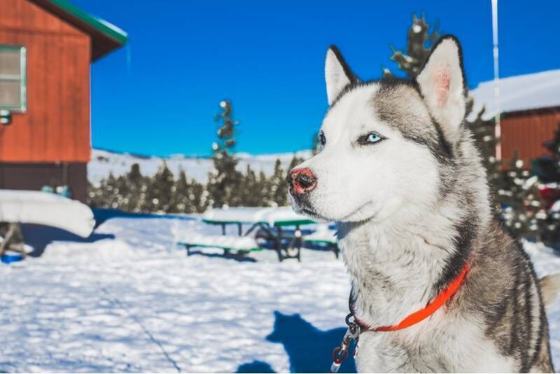 Huskysafari