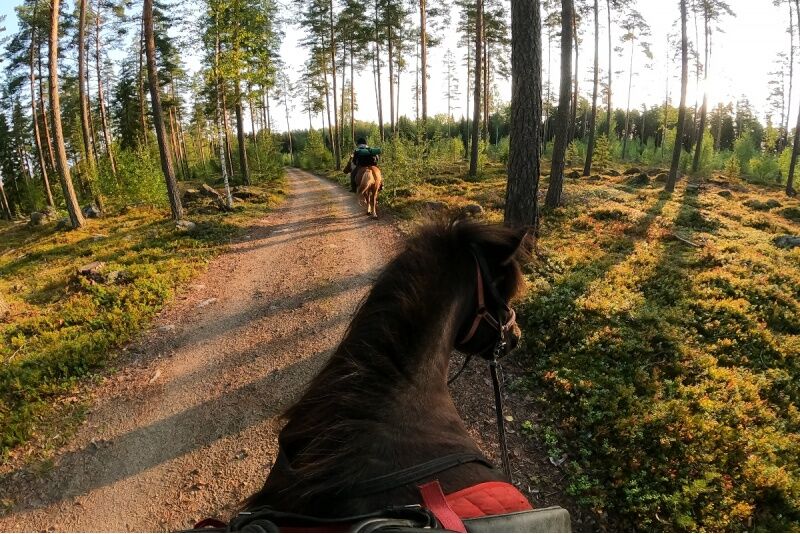 Kokopäivän retki islanninhevosella yhdelle