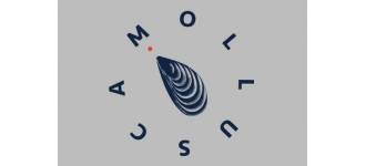 Mollusca